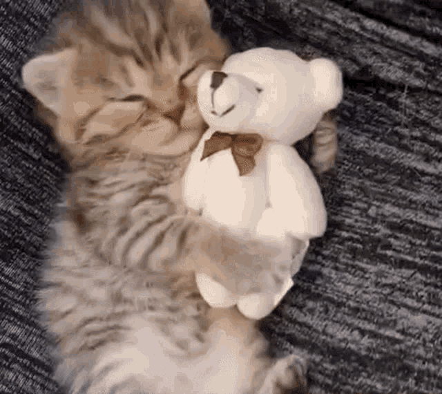 cute kitten love bea