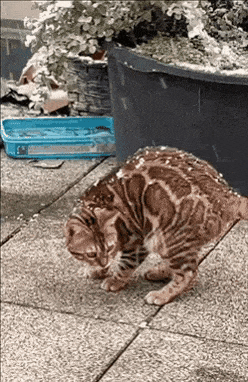 Catto seeing snow for the first time