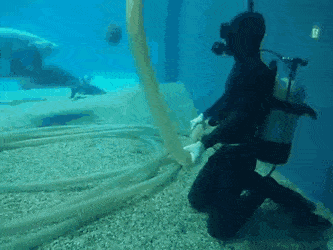 Fish need pets too