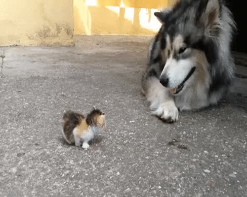 Dog Kitten GIF By MOODMAN