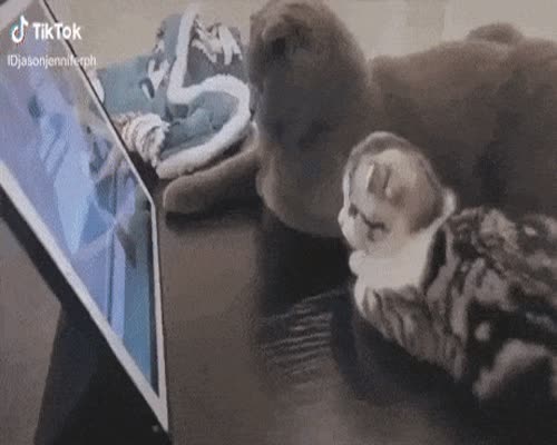 Kittens enjoying Tom and Jerry