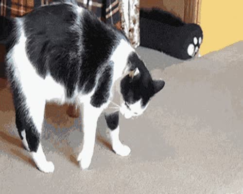 Cat Acrobat GIF