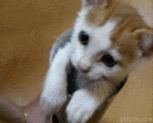 Kitten Cute Cat GIF
