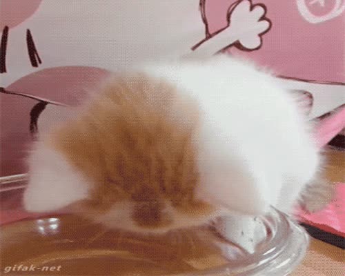 Cat Learn GIF