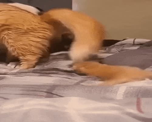 Catto showing her kitten to doggo