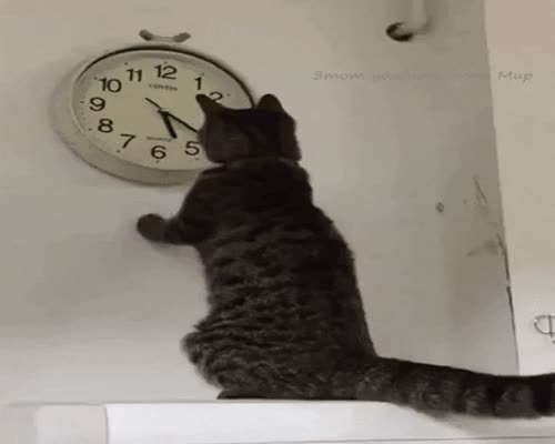 Catto playing with time