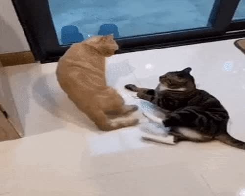 Catto wants to fight