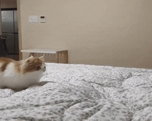 Ready To Attack Dance