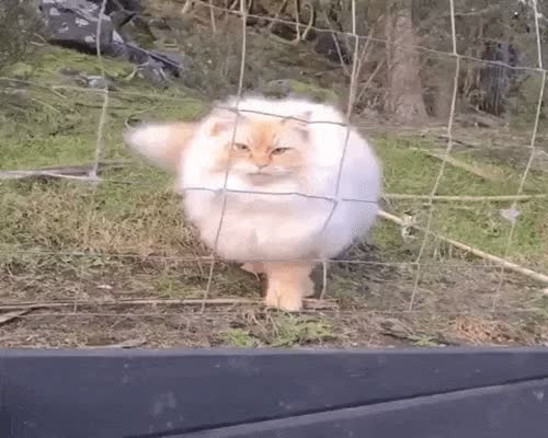 Just Fluffy