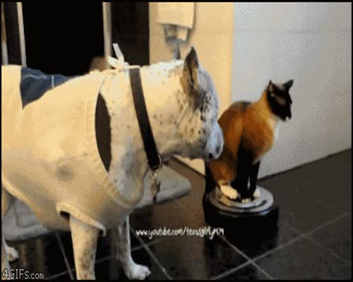 Animals Being Dicks GIF