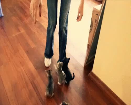 Cat Attack GIF