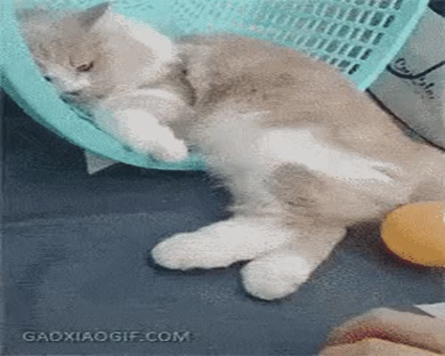 When Cat Is Angry