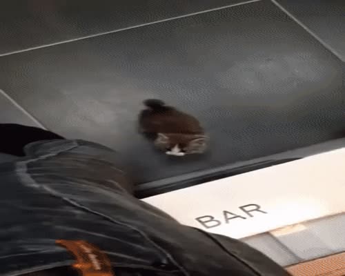 kitty climbs a human