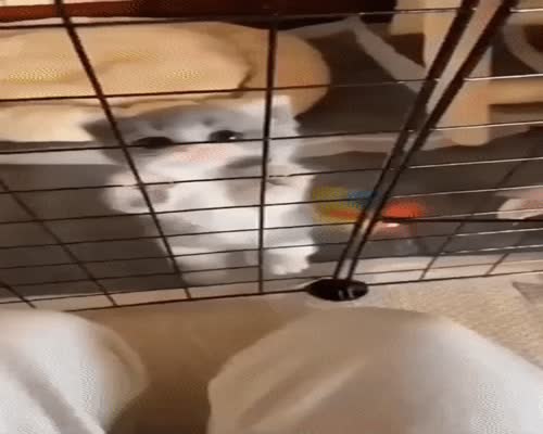 Love this pin!let cat lovers know.