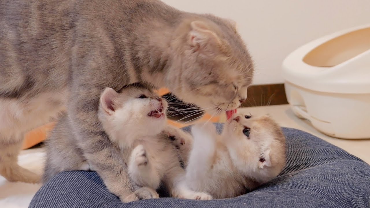 The Mother Cat Hasn t Eaten Yet I Thought I d Put The Kitten To Sleep the-mother-cat-hasn-t-eaten-yet-i-thought-i-d-put-the-kitten-to-sleep
