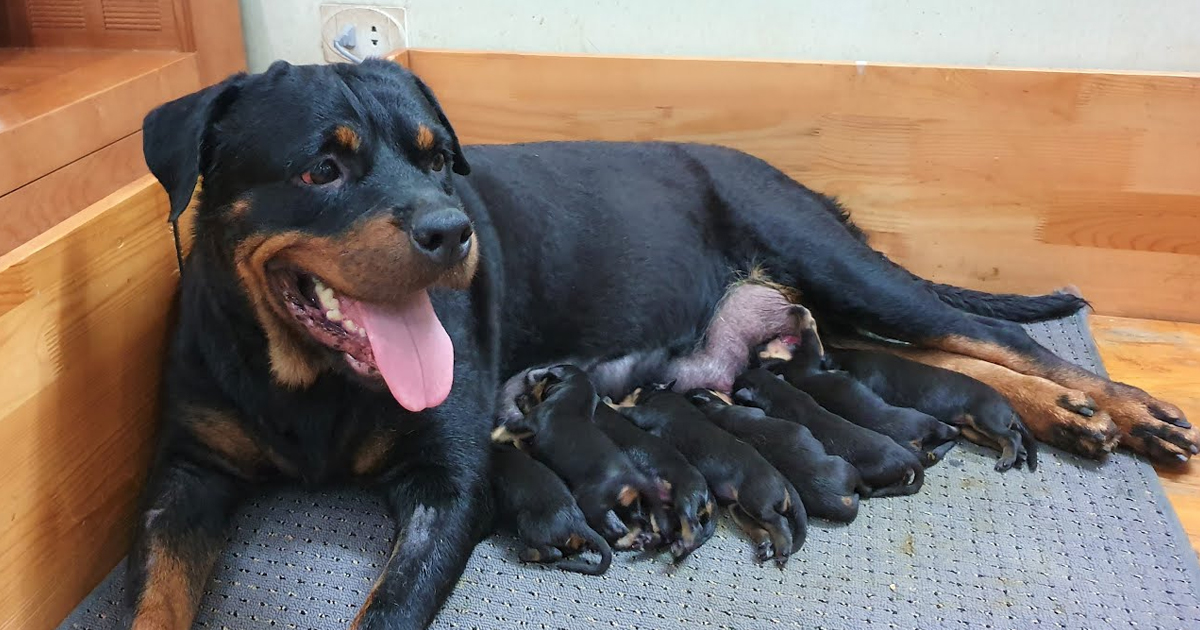 MY DOG GIVING BIRTH!