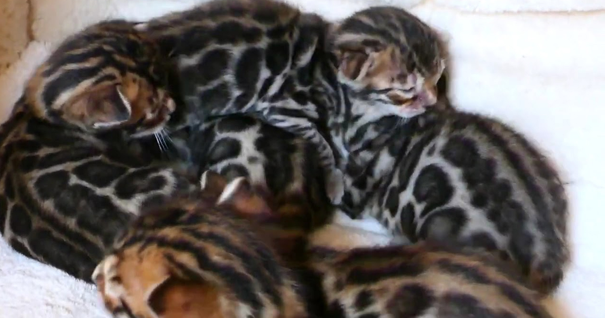 our best and most beautiful brown Bengal kitten