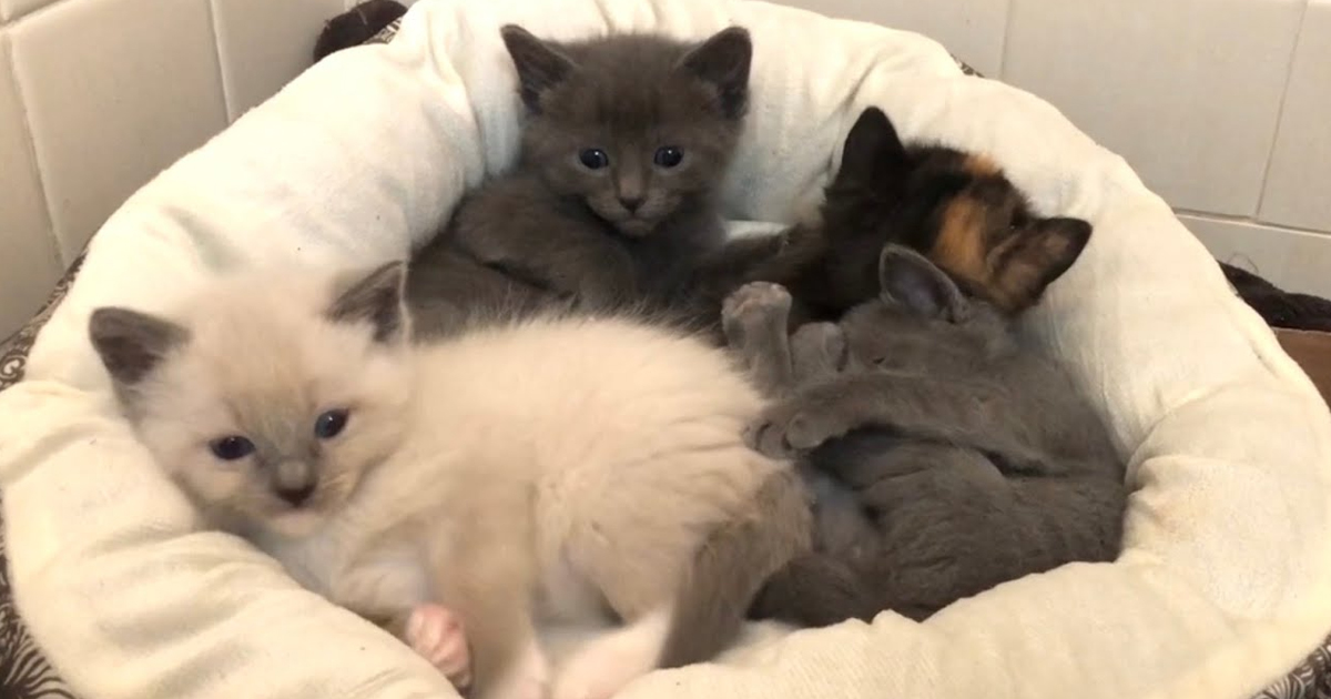 5 Week Old Kittens Being Adorable Grace's Litter (video)
