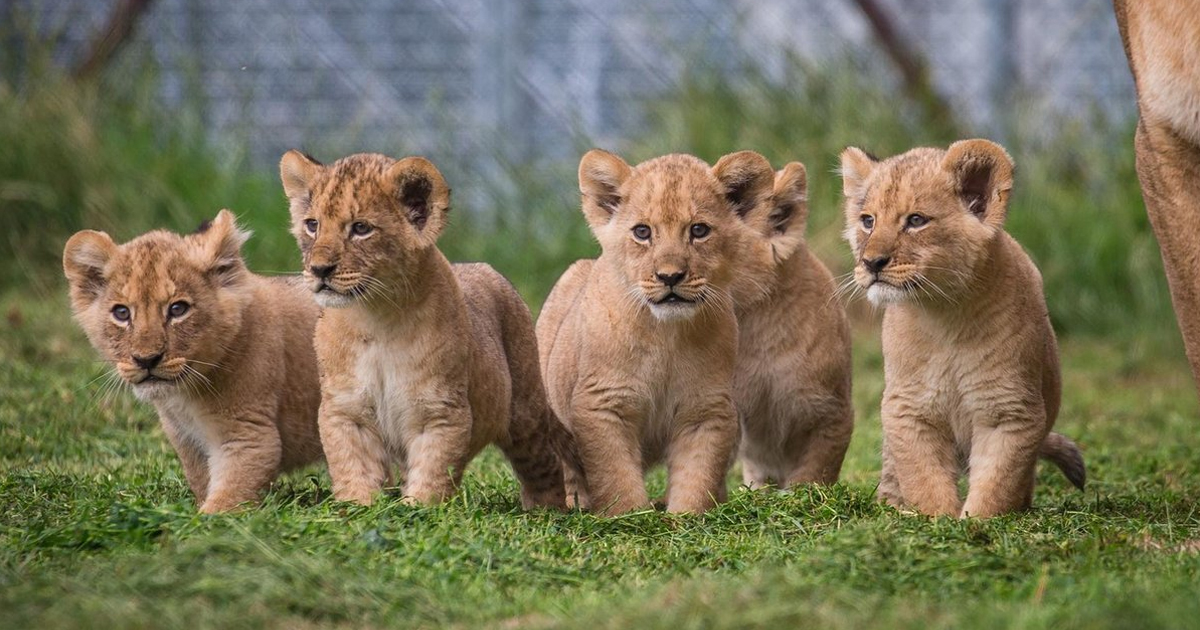 Baby Lion Cubs,
