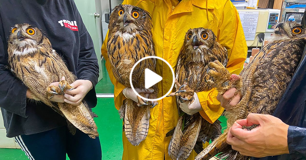 Wildlife Rescue Center