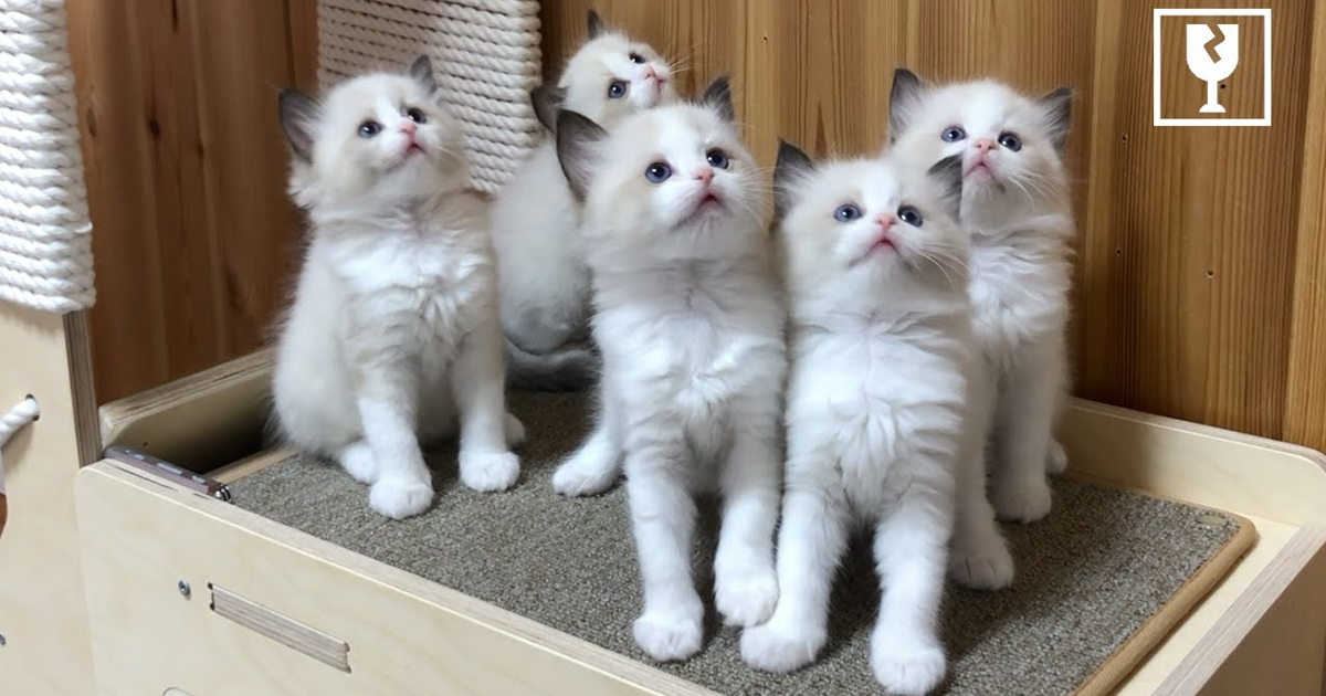 Mini cat tower review by kittens ️ Unboxing Ragdolls (video)