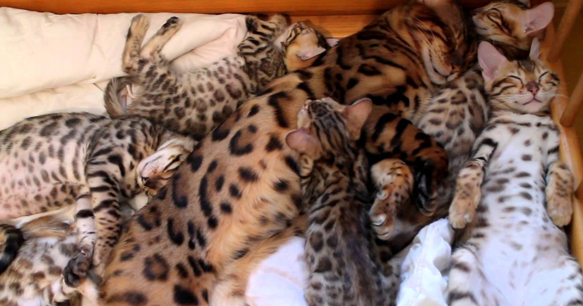 Sleeping time Bengal kittens (click to watch video)