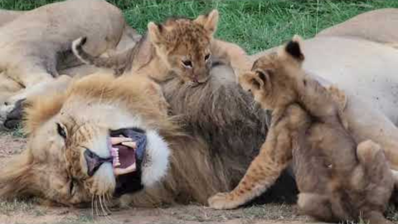 Rekero Pride Male playing with cubs,