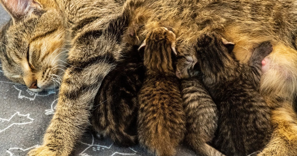 I am having kittens