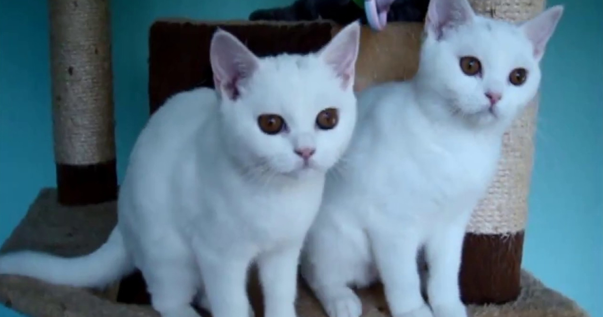 cuteness kittens make you smile