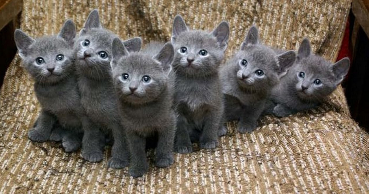 Kittens blue. Русская голубая кошка фото котят. Серый котёнок. Британец фавн котенок. Британская короткошерстная кошка цена рядом московская обл.