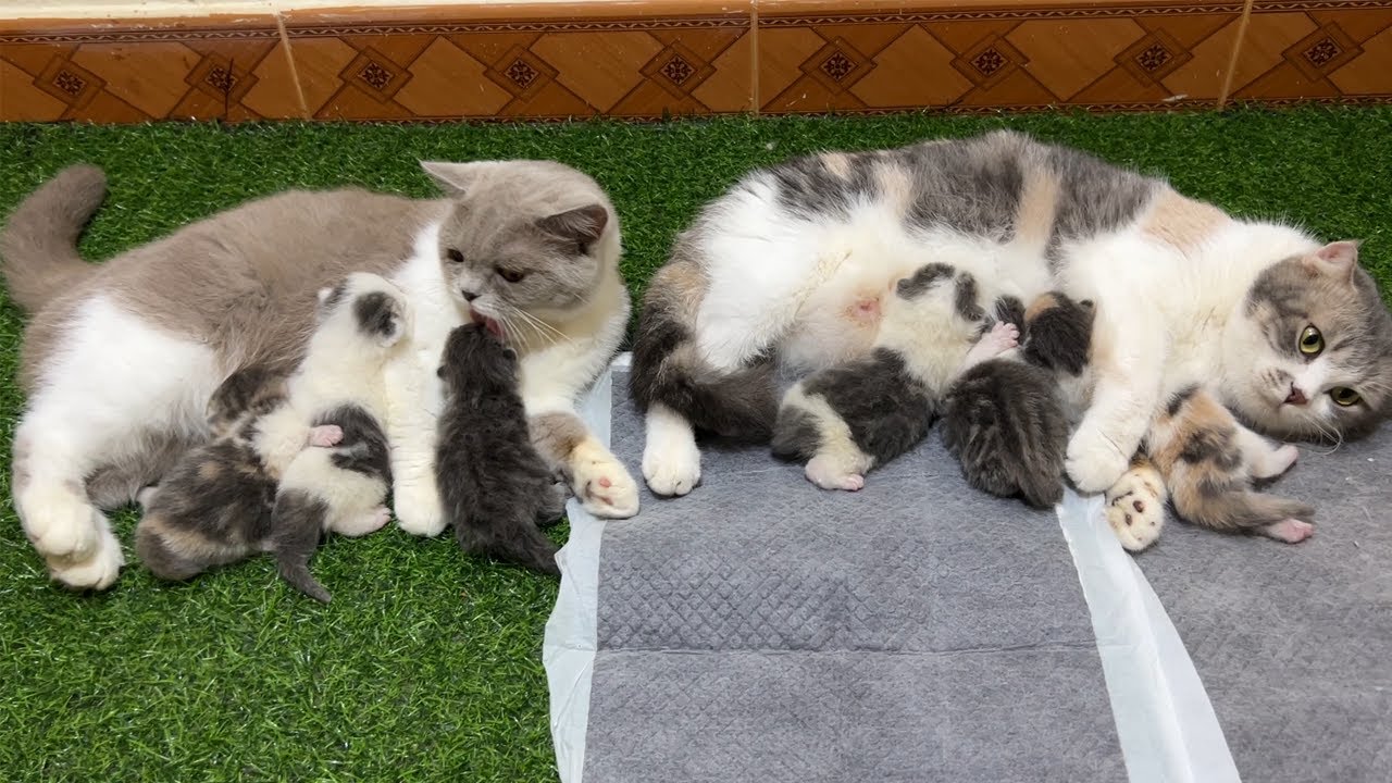Cat Giving Birth kittens 8 days old The father cat helps the mother