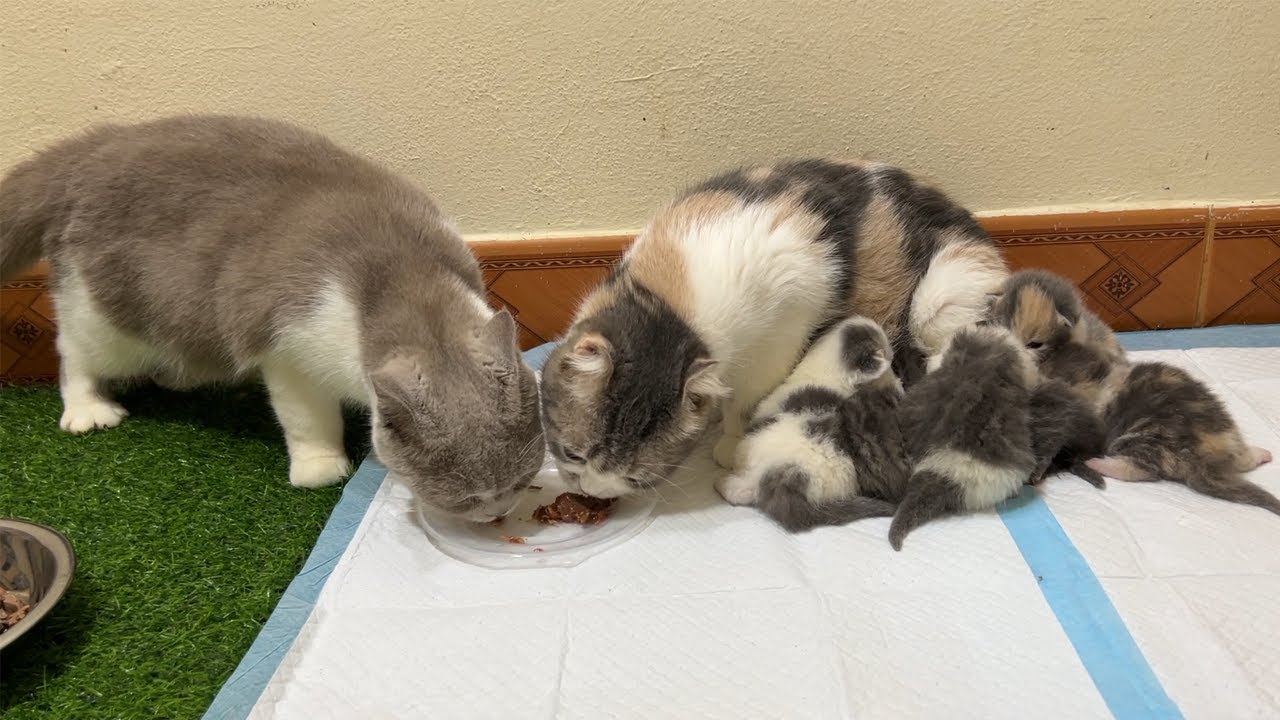 Cat Giving Birth 6 kittens 12 days old The mother cat eats while