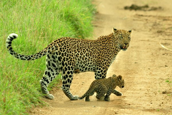 Leopard Cub in Training,