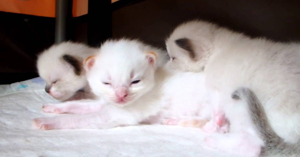 Little Ragdoll kittens too cute