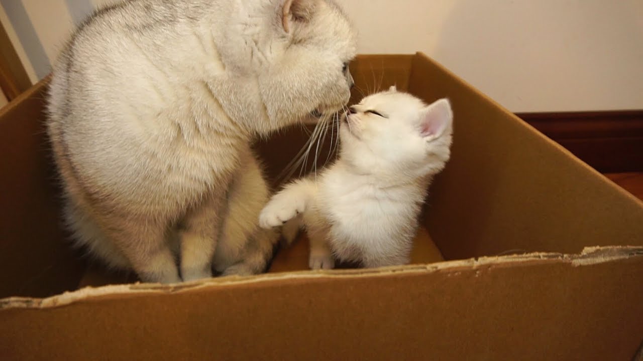Kittens and mother cat playing in a box
