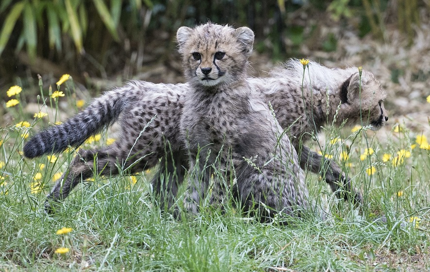 Toronto Zoo Cheetah Cubs at 3 Months Old!,