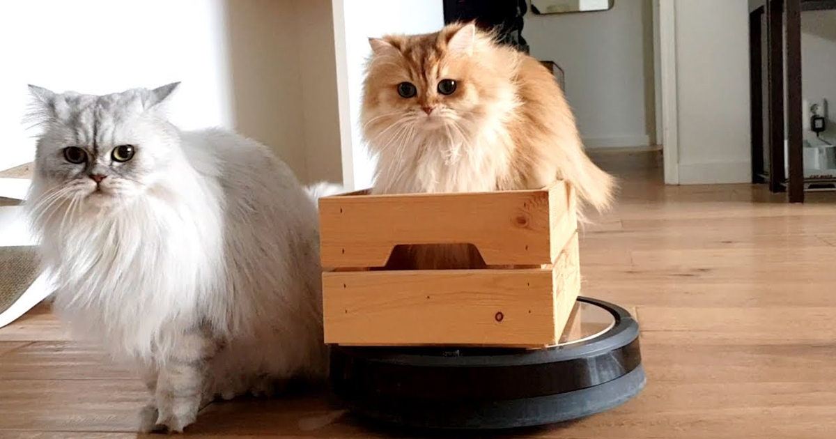CATS VS VACUUM ROBOT SMOOTHIE RIDING ROOMBA