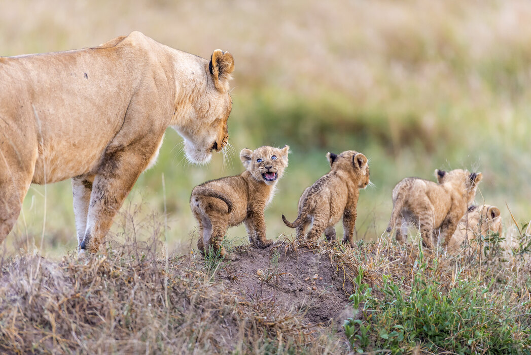 Lion Mother and Dad Keeps Cubs Safe From Predator-playing in the safety ...