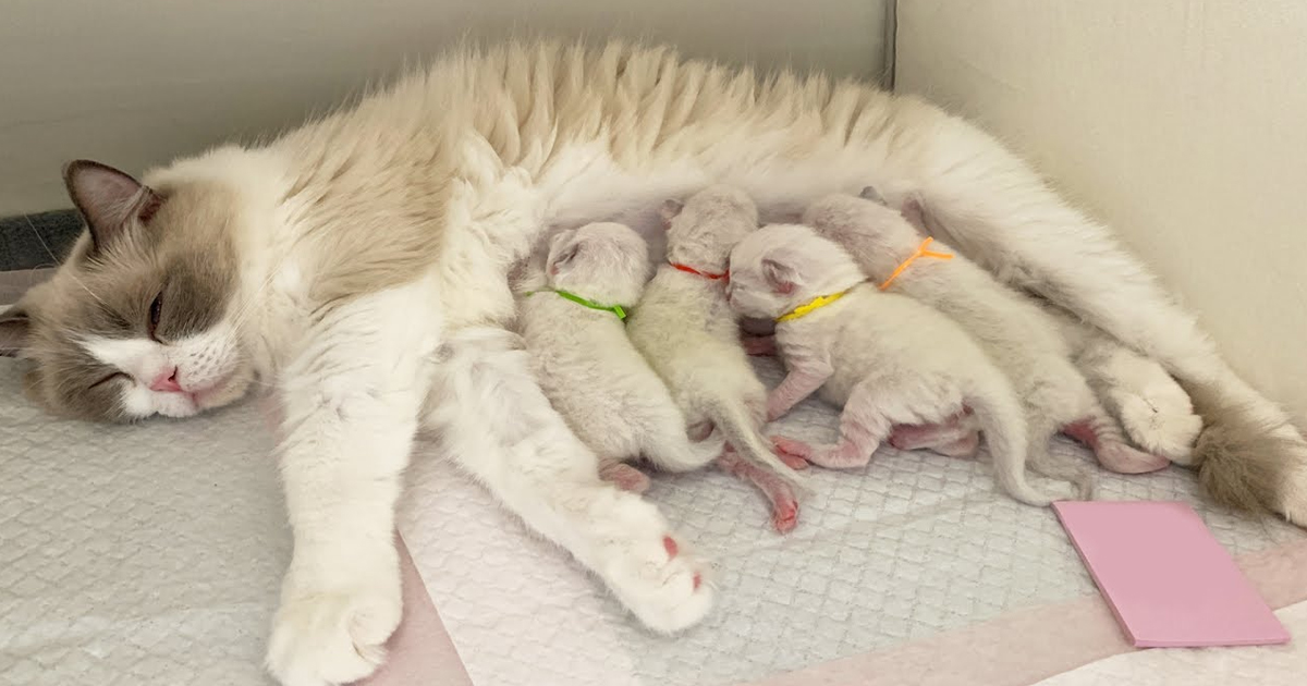 new born Ragdoll kittens