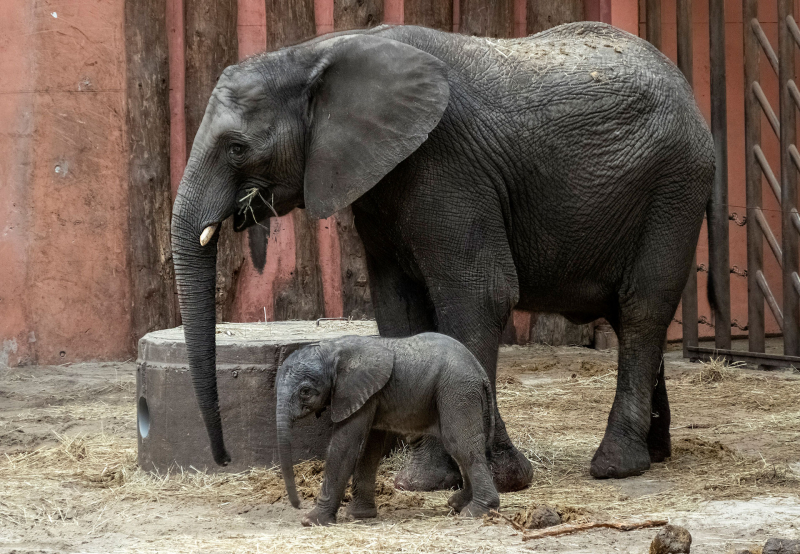 Elephant Calf Born Healthy in Beekse Bergen,