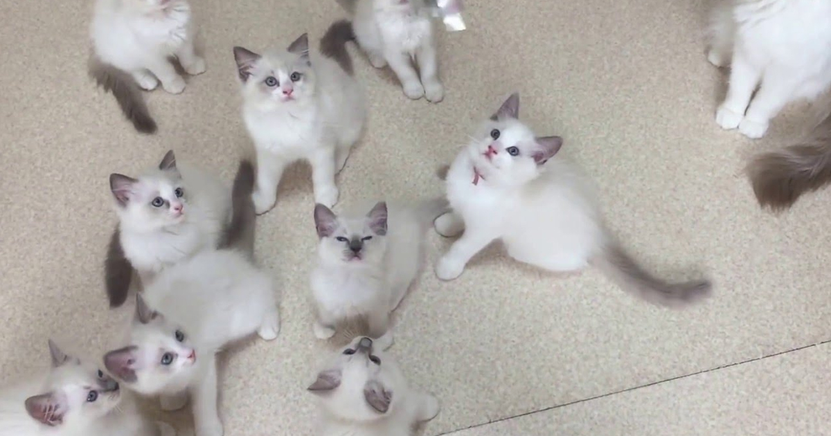 cuteness Ragdoll kittens make you smile