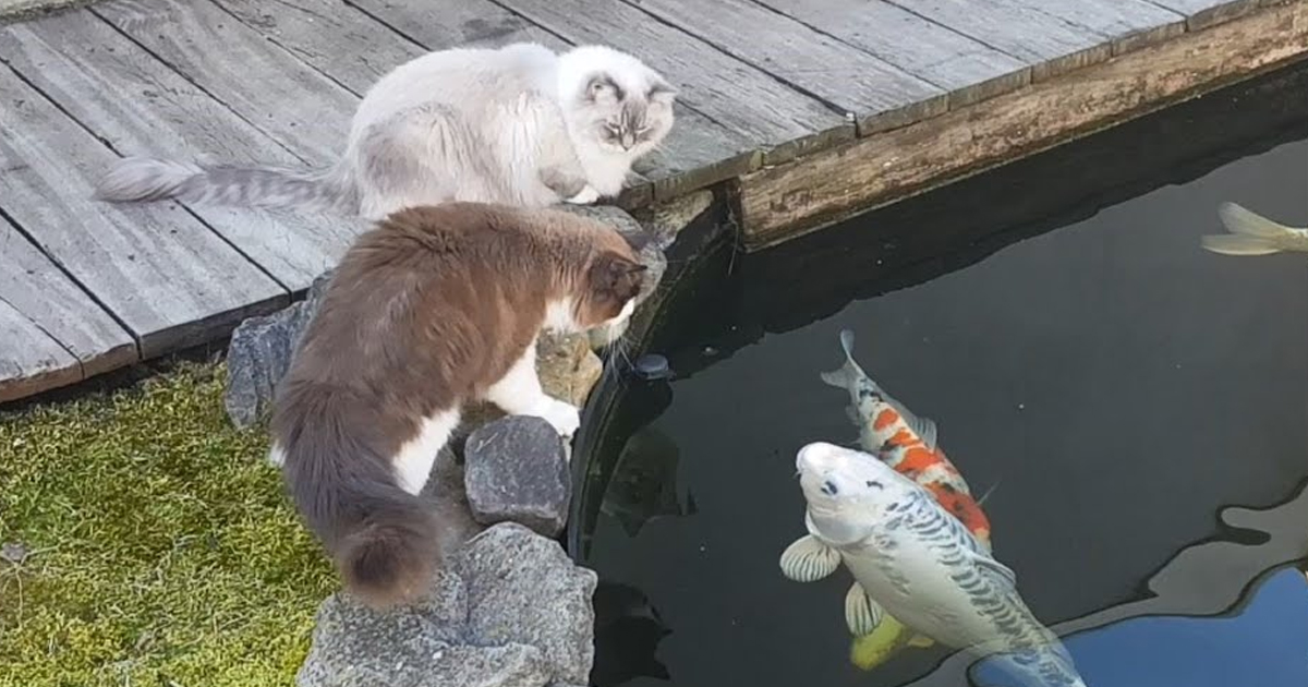 Cats and Jumbo Koi Fish (become friends)(video)