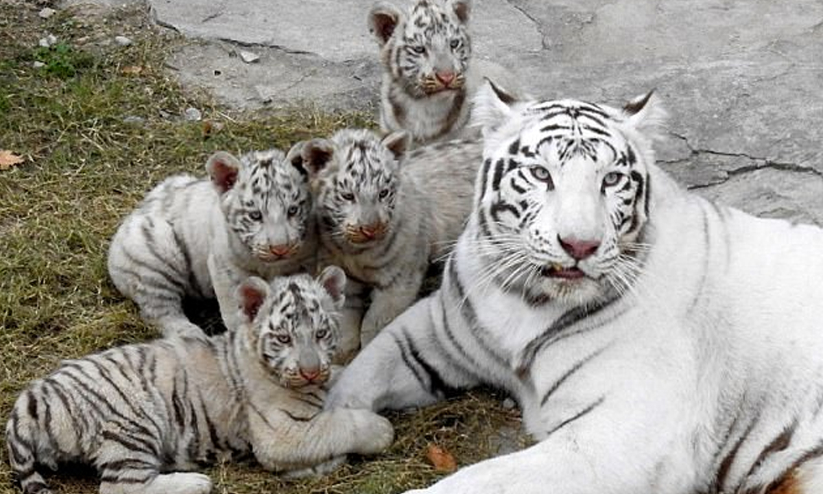 Lovely family white tiger,