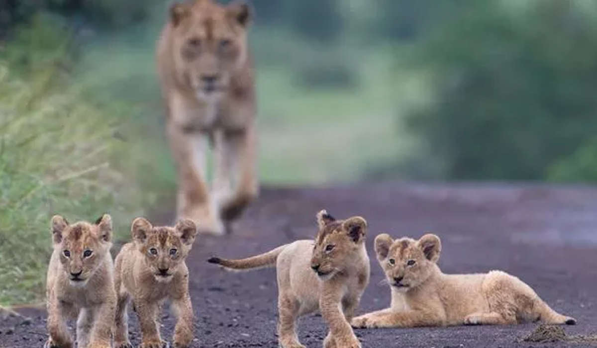 Marsh Pride Lioness with Cubs | Lovely Sighting,