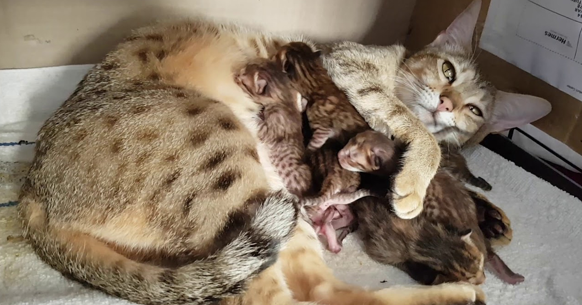 New born Bengal kittens