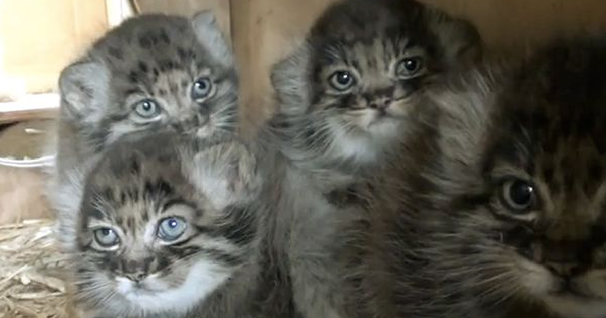 Pallas Cat Kittens 5 Weeks Old 
