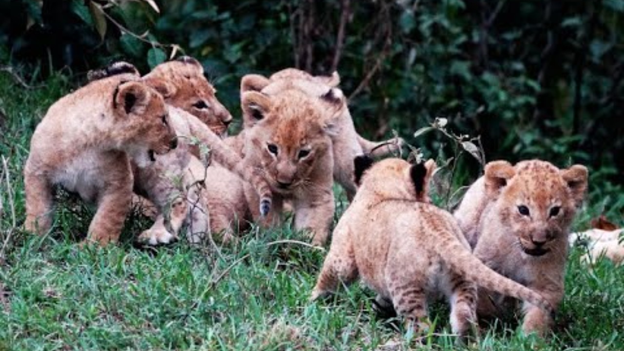 play full lion cubs,