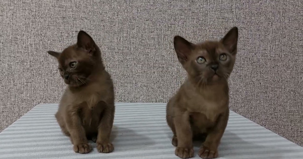 cute Bombay kittens ZEPHYR & ZORRO