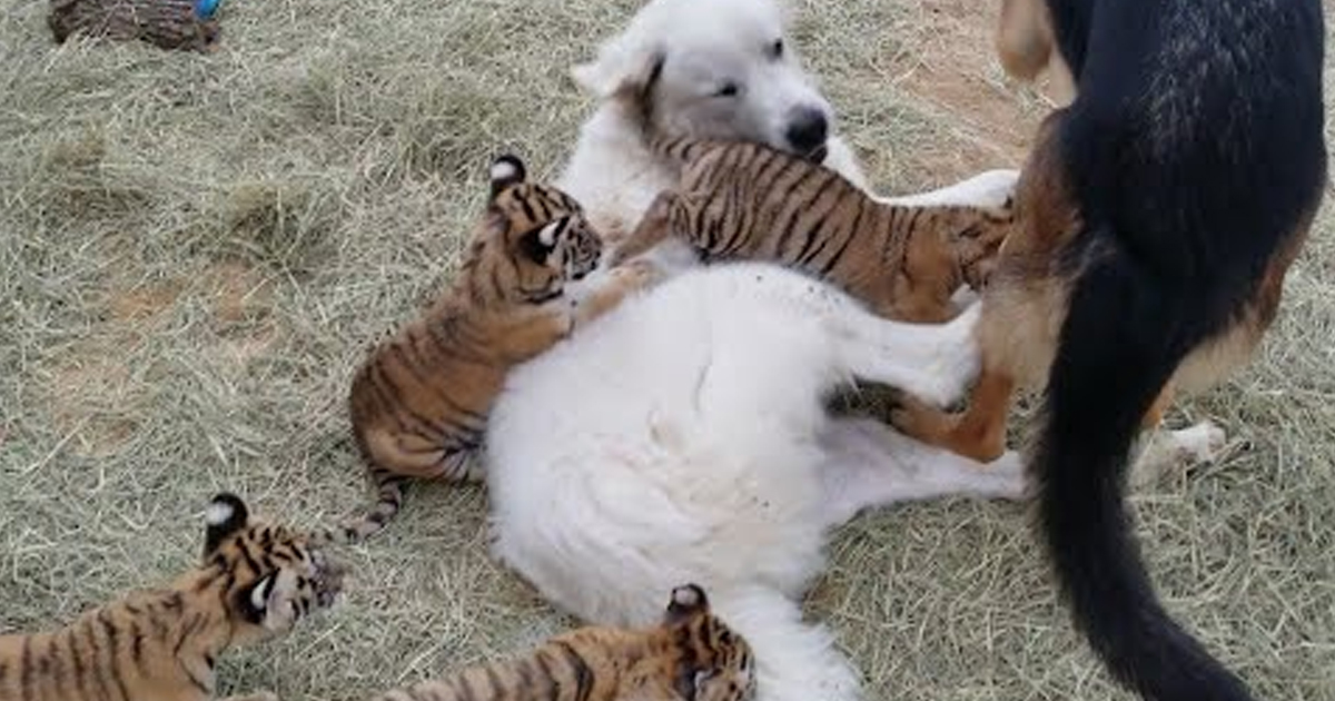 Two more tiger cubs! play with dogs