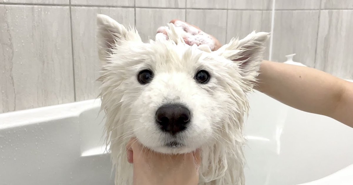 The day when my cute cotton ball melted